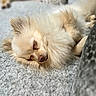 Guero is registered to the contest to win money with this photo: dog, sleeping, fluffy, cream_color, carpet, indoor, pet, cute, resting, small_dog, fur, relaxed, cozy, pomeranian, animal, close_up, quiet, peaceful, home, companion