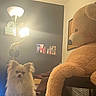 dog, small_dog, fluffy, bed, lamp, teddy_bear, large_toy, room, shelf, bottles, framed_picture, wall, indoor, lighting, furniture, cozy, pet, cute, animal, relaxing
