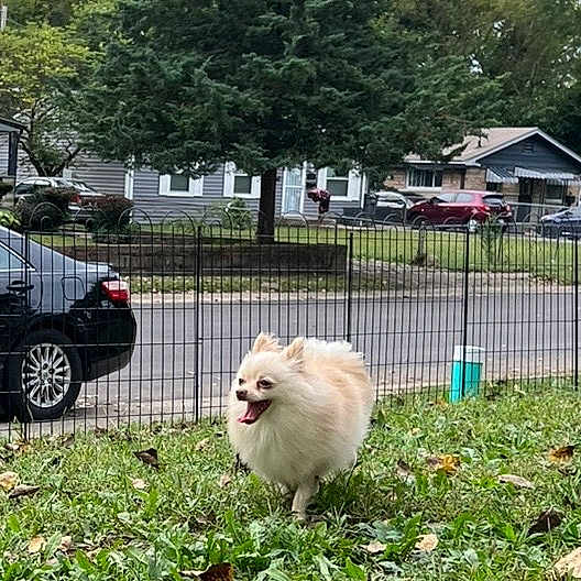Guero joined the competition — help win amazing prizes! dog, grass, yard, fence, car, tree, residential_area, outdoor, pet, happy, running, small_dog, fluffy, nature, daylight, animal, tongue_out, canine, suburb, house