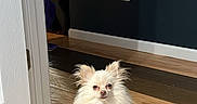 Guero is registered to the contest to win money with this photo: dog, small_dog, fluffy, indoor, wooden_floor, door_frame, mop, dark_wall, electrical_outlet, pet, flooring, light, animal, companion, cute, sitting, fur, domestic, home, pomeranian