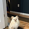 dog, small_dog, fluffy, indoor, wooden_floor, door_frame, mop, dark_wall, electrical_outlet, pet, flooring, light, animal, companion, cute, sitting, fur, domestic, home, pomeranian