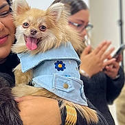 Mia is registered to the contest to win money with this photo: dog, small_dog, denim_jacket, clothing, person, holding, happy, tongue_out, pet, indoor, smiling, face, hand, watch, bracelet, glasses, phone, blurred_background, cute, animal