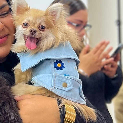 Mia is registered to the contest to win money with this photo: dog, small_dog, denim_jacket, clothing, person, holding, happy, tongue_out, pet, indoor, smiling, face, hand, watch, bracelet, glasses, phone, blurred_background, cute, animal