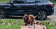 Vela joined the competition — help win amazing prizes! dog, brown_dog, fluffy, small_dog, tongue_out, fence, black_suv, car, grass, leaves, sidewalk, path, outdoor, yard, pet, happy, animal, daylight, vehicle, parked_car