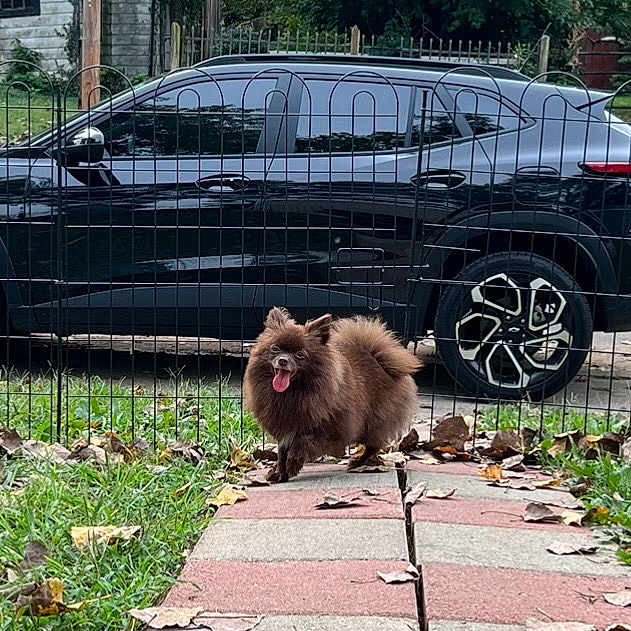Vela joined the competition — help win amazing prizes! dog, brown_dog, fluffy, small_dog, tongue_out, fence, black_suv, car, grass, leaves, sidewalk, path, outdoor, yard, pet, happy, animal, daylight, vehicle, parked_car