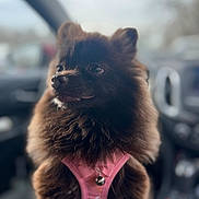 Vela joined the competition — help win amazing prizes! dog, pomeranian, pet, fluffy, black_dog, pink_harness, car_interior, close_up, portrait, cute, animal, domestic_animal, furry, small_dog, sitting, looking_away, indoors, blurred_background, companion, adorable