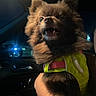 Vela joined the competition — help win amazing prizes! dog, pet, animal, fur, harness, car, night, hand, cute, indoor, canine, companion, mammal, domestic_animal, transportation, seat, dark, light, portrait, closeup