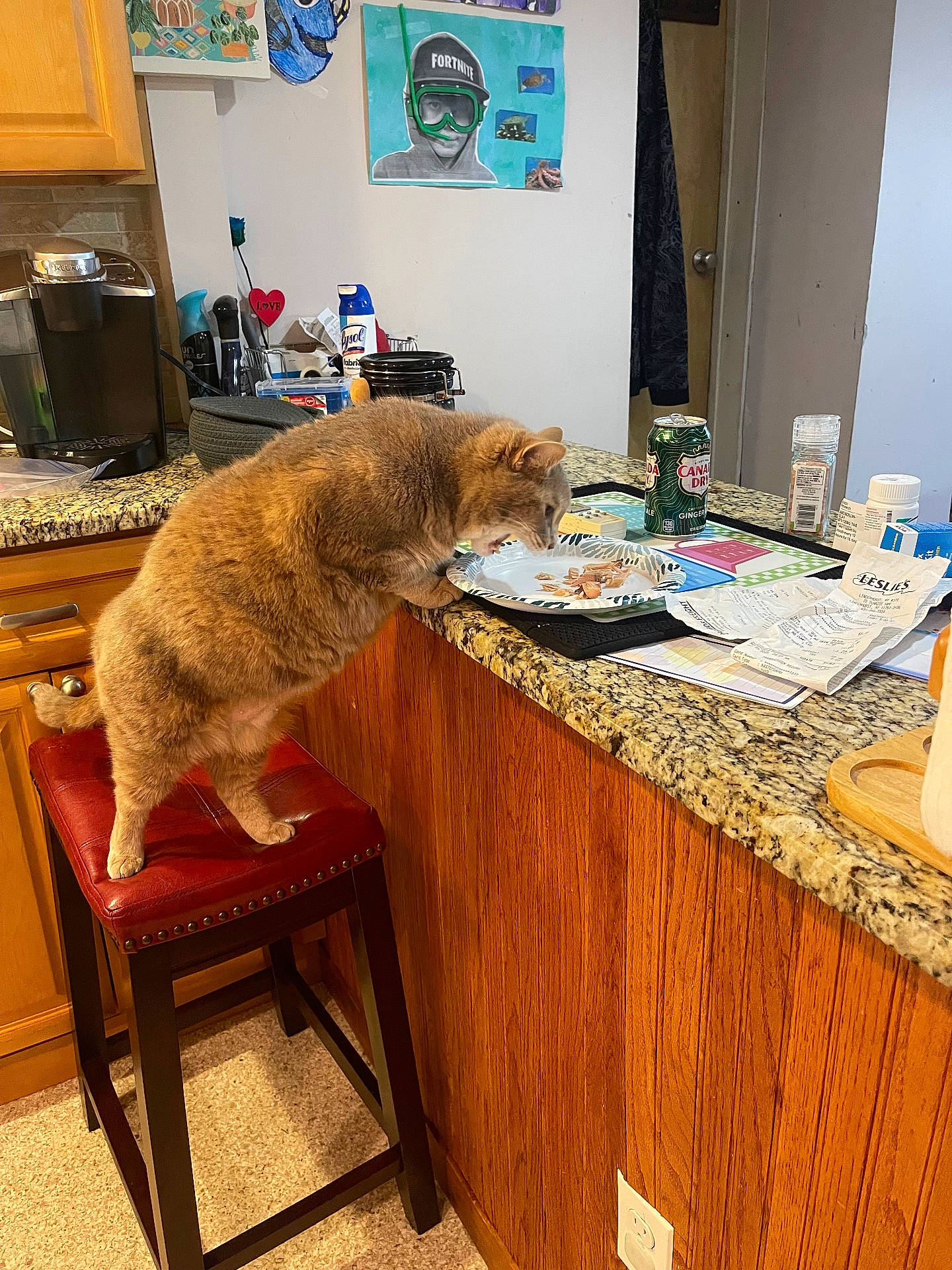 Jazzy Chen joined the competition — help win amazing prizes! beverage, cabinet, can, cat, coffee_machine, counter, door, food, ginger_cat, granite_countertop, home_interior, kitchen, papers, plate, poster, receipt, snacking, stool, stool_cushion, wall_art