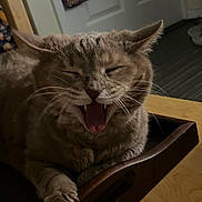 Jazzy Chen joined the competition — help win amazing prizes! cat, tabby, yawning, mouth_open, teeth, whiskers, paw, claws, close_up, indoor, tray, wooden_tray, furniture, sleepy, pet, domestic_cat, fur, portrait, low_light, cute