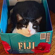 Dandle Pie joined the competition — help win amazing prizes! cat, tuxedo_cat, cardboard_box, fiji_box, packaging, barcode, whiskers, ears, pink_nose, hardwood_floor, indoor, pet, feline, closeup, portrait, sitting, curiosity, cozy, product_box, brand_logo