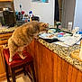 Dandle Pie joined the competition — help win amazing prizes! cat, ginger_cat, stool, kitchen, counter, granite_countertop, plate, food, can, beverage, receipt, papers, cabinet, coffee_machine, wall_art, poster, door, stool_cushion, snacking, home_interior