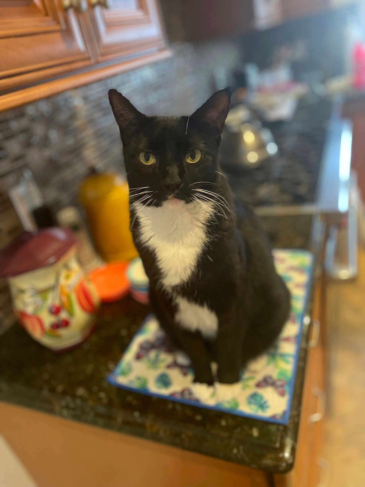 Roro is registered to the contest to win money with this photo: cat, tuxedo_cat, pet, indoor, kitchen, countertop, whiskers, green_eyes, sitting, portrait, bokeh, fur, domestic_animal, mug, canister, kettle, backsplash, mat, curiosity, closeup