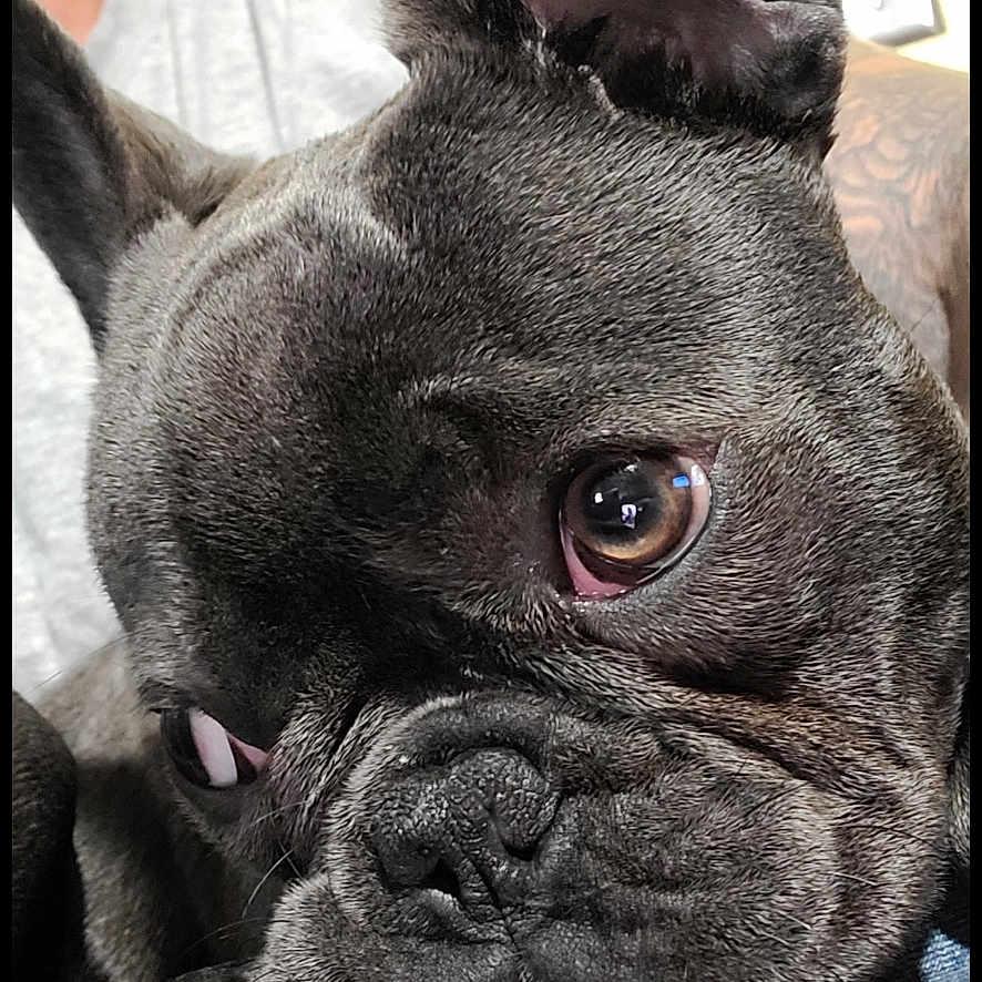 Stormy Rain is registered to the contest to win money with this photo: animal, brown_eyes, close_up, companion, cross, cute, denim, dog, ears, face, french_bulldog, human_arm, indoor, jeans, paw, pet, resting, tattoo, wall, wrinkles