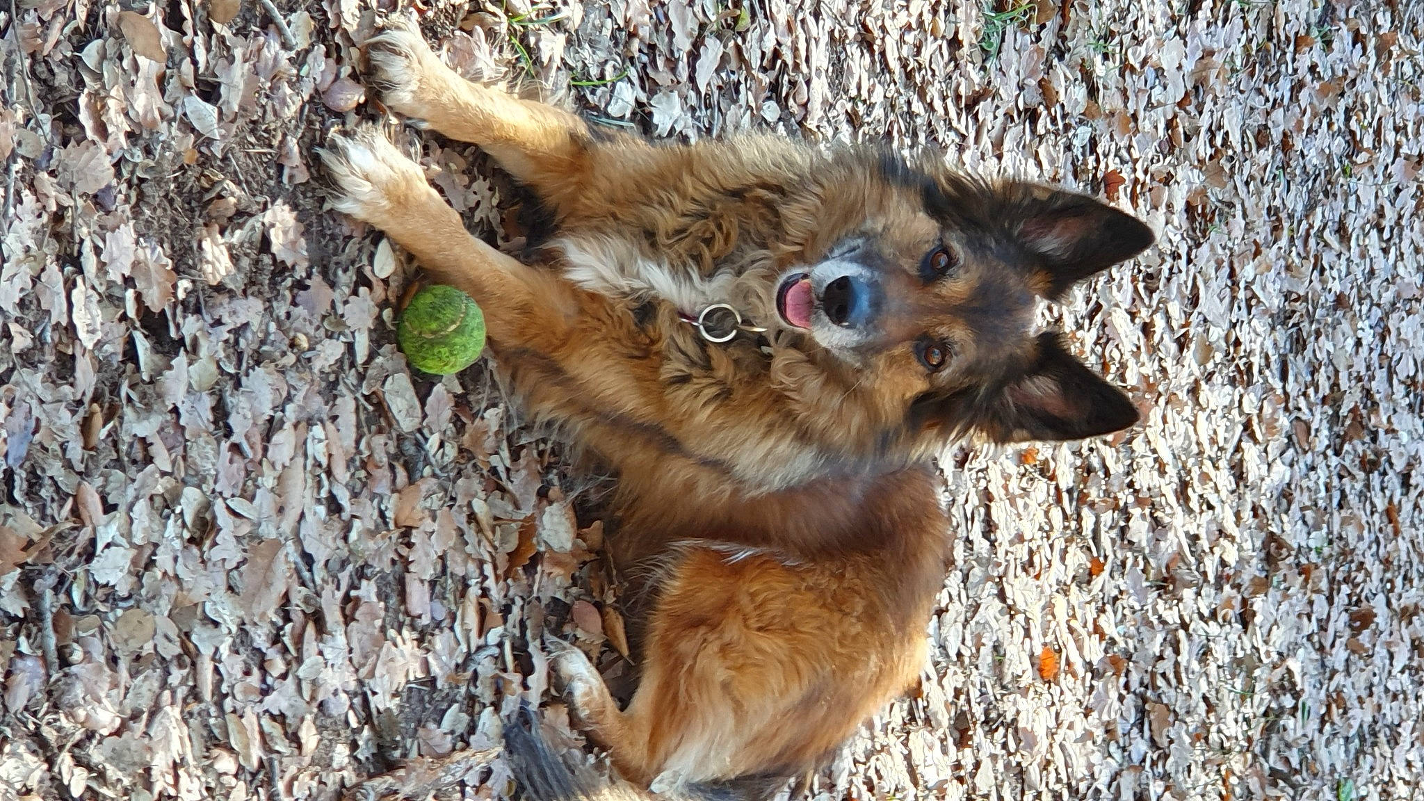 Baghera a rejoint le concours — aidez-le/la à gagner de superbes lots ! canidae, canis, carnivore, companion_dog, dog, dog_breed, fawn, felidae, fur, organism, paw, snout, soil, sporting_group, street_dog, tail, terrestrial_animal, whiskers, wildlife, working_animal