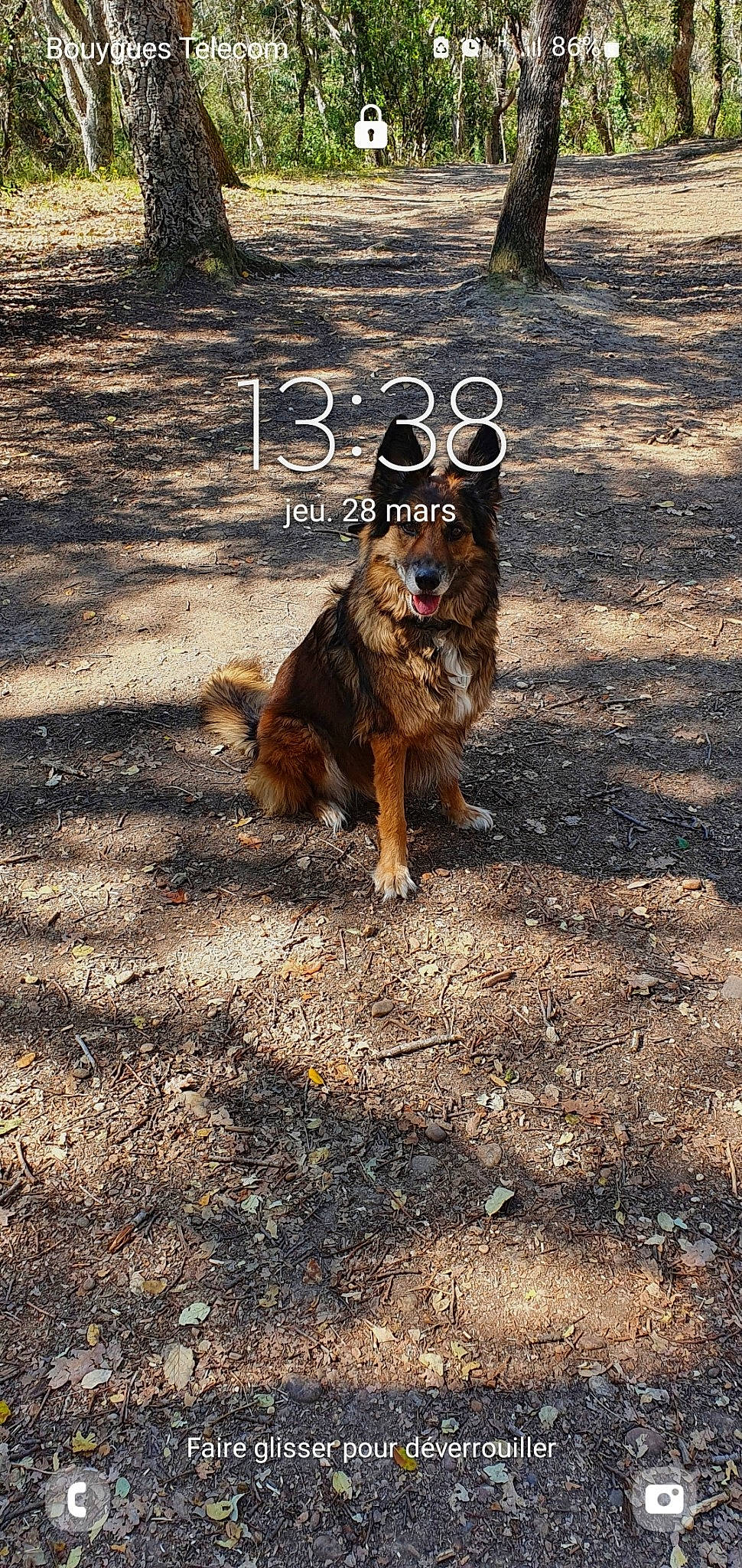 Baghera participe au concours pour gagner de l'argent avec cette photo : asphalt, canidae, carnivore, companion_dog, dog, dog_breed, fawn, fur, grass, leash, old_german_shepherd_dog, plant, road_surface, shadow, snout, soil, sporting_group, tail, tree, wood