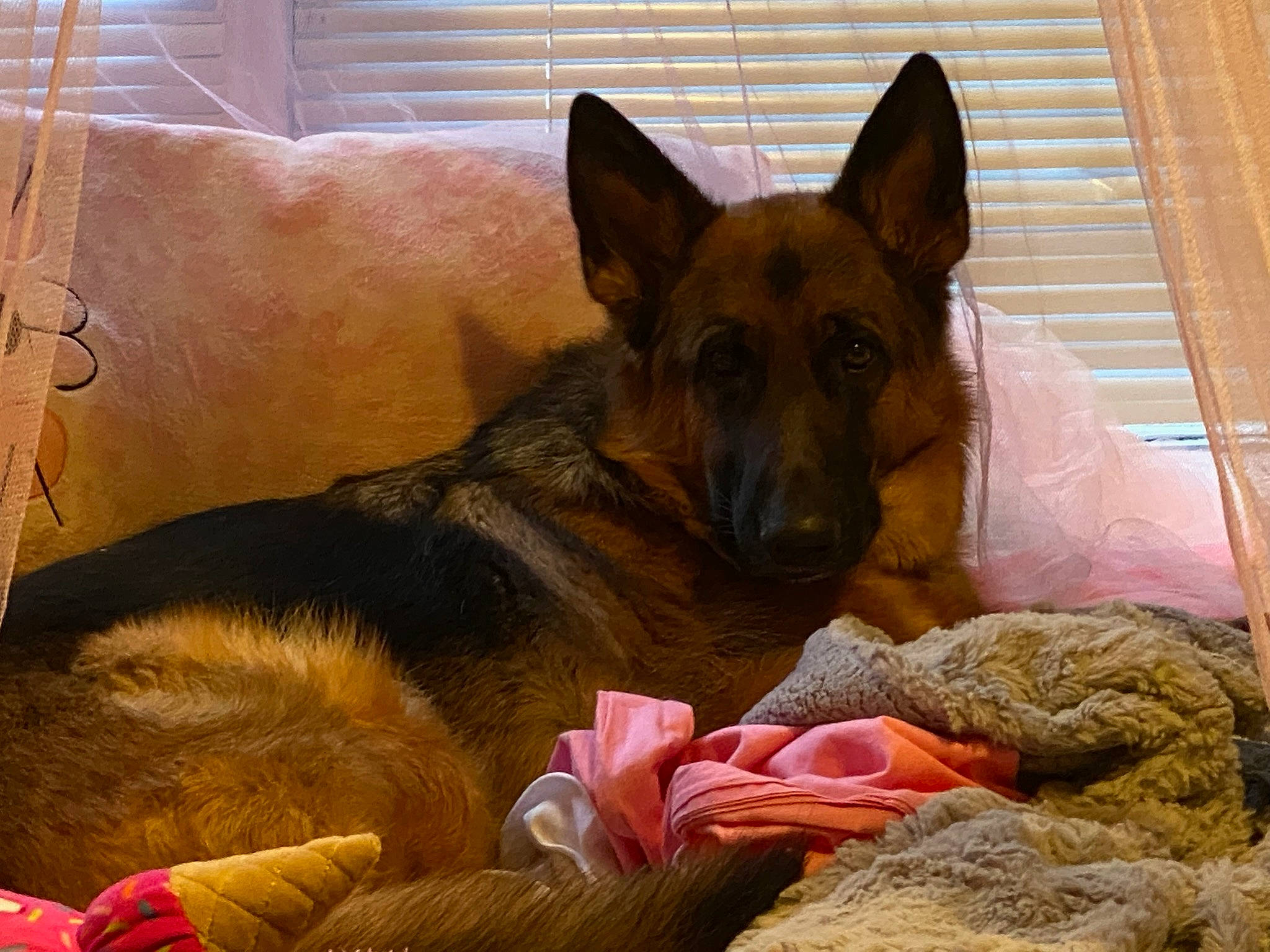 Loki is registered to the contest to win money with this photo: belgian_shepherd_malinois, canidae, carnivore, comfort, companion_dog, dog, dog_breed, dog_supply, east_european_shepherd, fur, german_shepherd_dog, guard_dog, herding_dog, king_shepherd, old_german_shepherd_dog, snout, sporting_group, wood, working_animal, working_dog