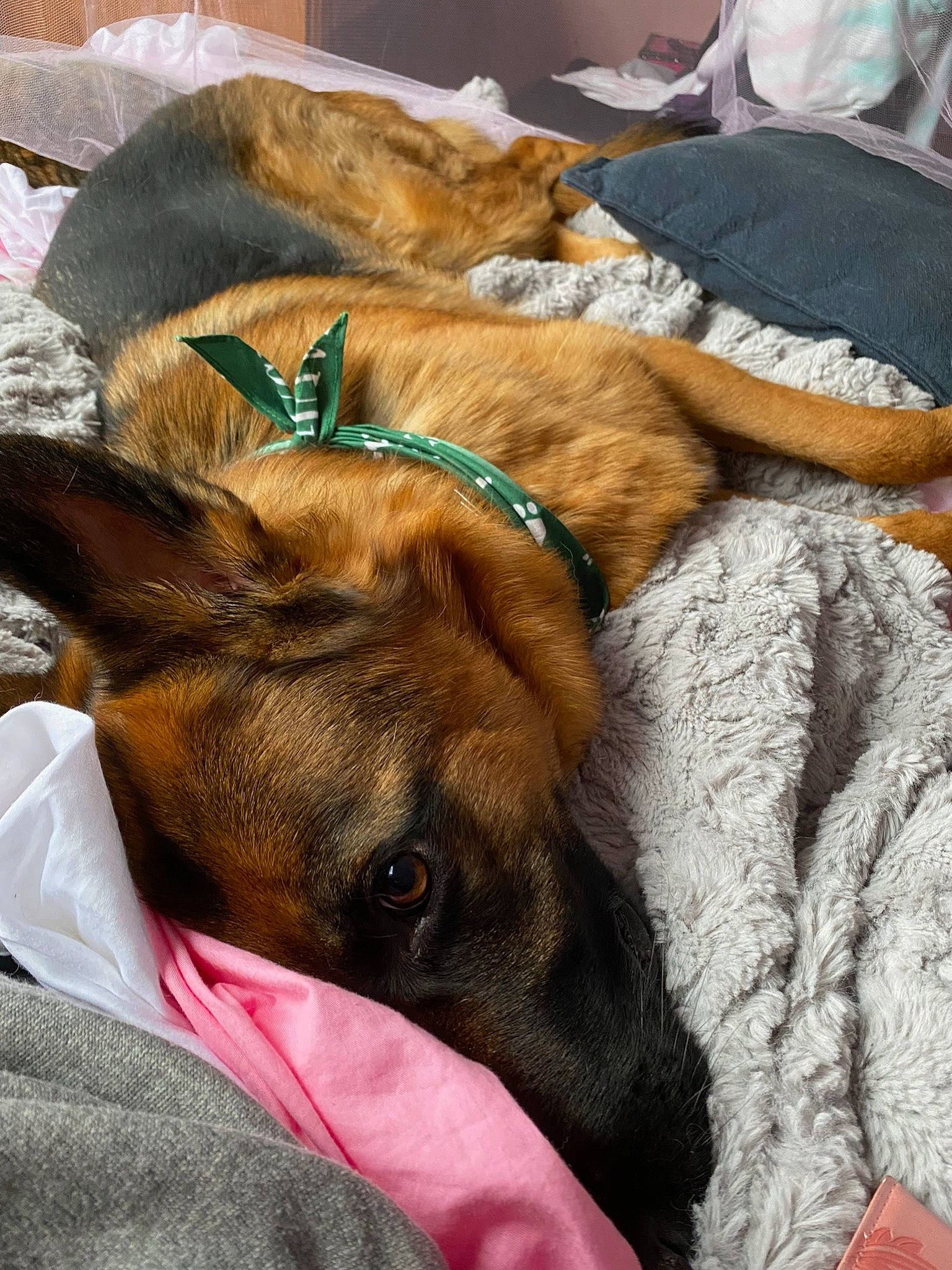 Loki joined the competition — help win amazing prizes! canidae, carnivore, collar, comfort, companion_dog, dog, dog_breed, dog_collar, ear, fawn, fur, guard_dog, linens, liver, nap, sleep, snout, sporting_group, whiskers, working_animal