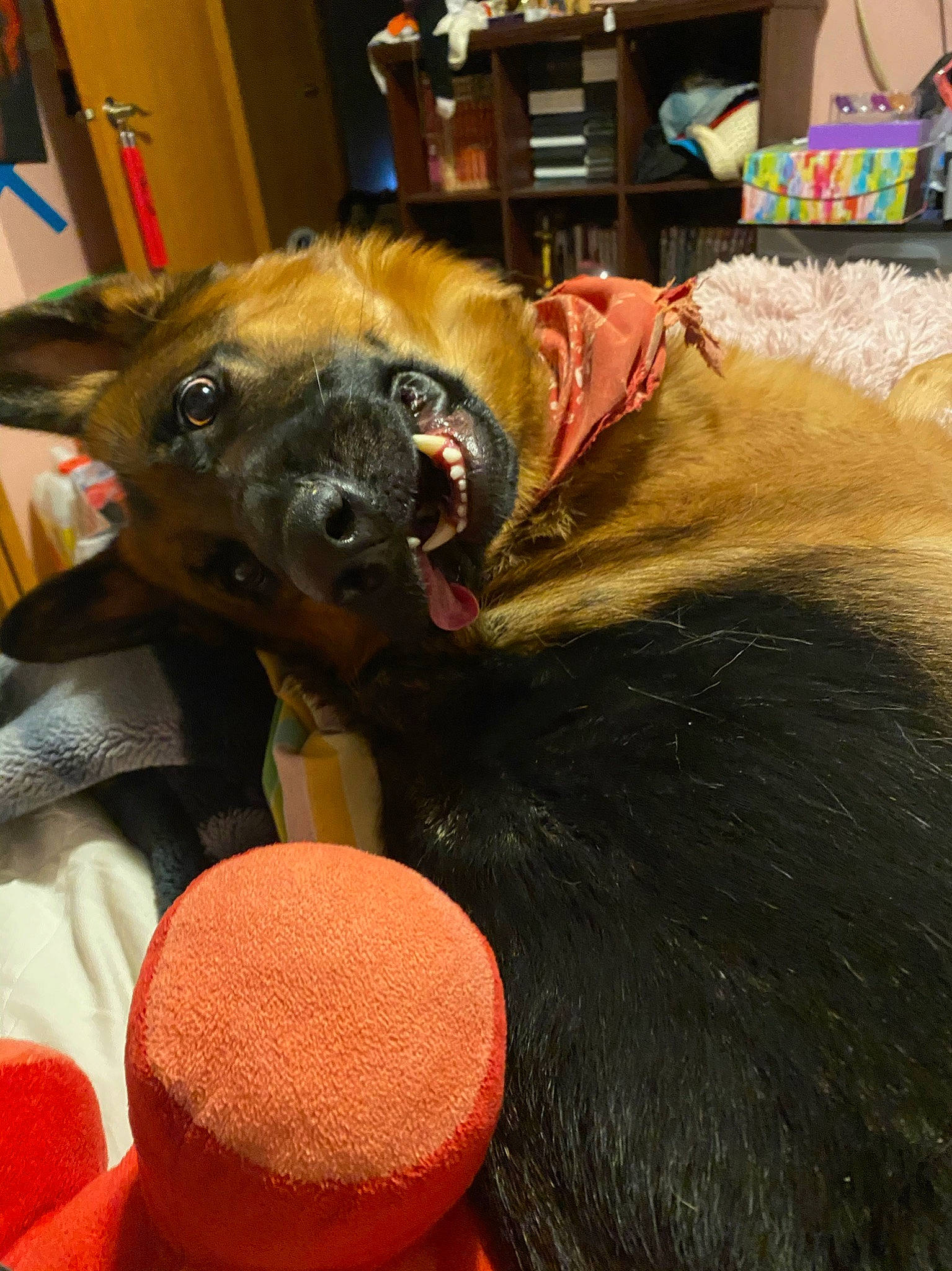 Loki is registered to the contest to win money with this photo: canidae, carnivore, collar, comfort, companion_dog, coquelicot, dog, dog_breed, dog_collar, ear, fawn, fur, guard_dog, picture_frame, room, snout, sporting_group, whiskers, working_animal, working_dog