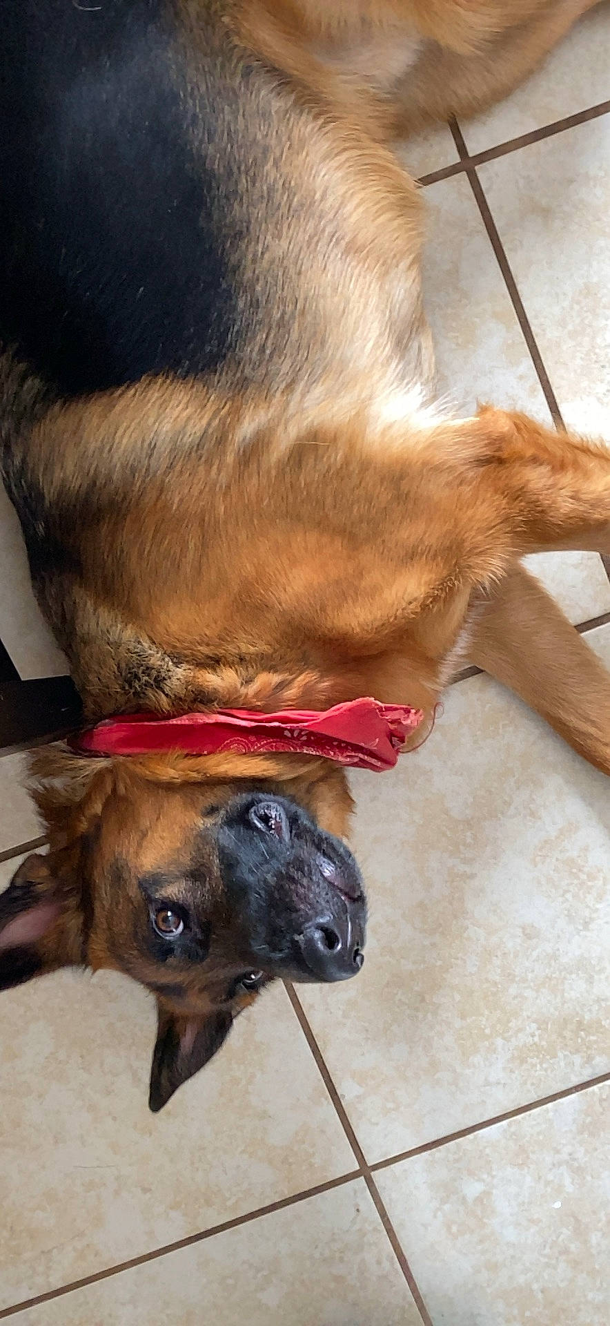 Loki is registered to the contest to win money with this photo: brown, canidae, carnivore, collar, companion_dog, dog, dog_breed, dog_collar, ear, fashion_accessory, fawn, fur, liver, pet_supply, snout, sporting_group, terrestrial_animal, whiskers, working_animal, wrinkle