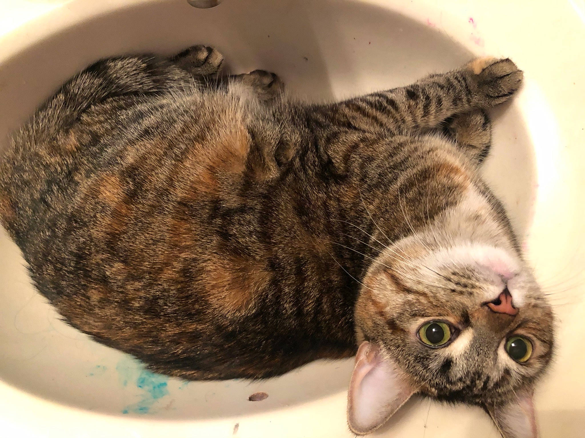 Blaze is registered to the contest to win money with this photo: carnivore, cat, claw, domestic_short_haired_cat, felidae, fur, paw, small_to_medium_sized_cats, snout, tail, terrestrial_animal, whiskers