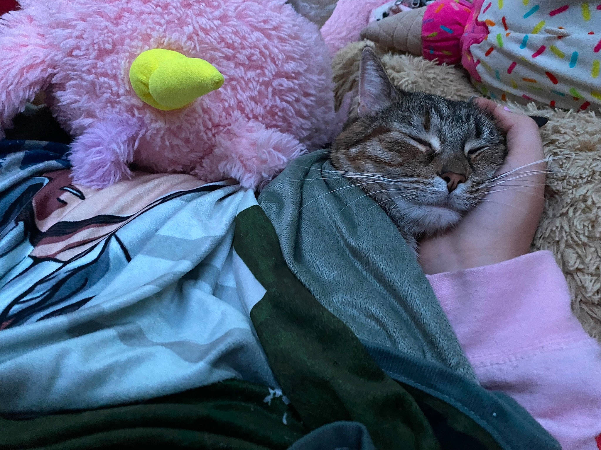 Blaze is registered to the contest to win money with this photo: baby_toddler_clothing, carnivore, cat, comfort, domestic_short_haired_cat, felidae, fur, grass, linens, magenta, mammal, pattern, pink, small_to_medium_sized_cats, teddy_bear, textile, thread, toy, whiskers, wool