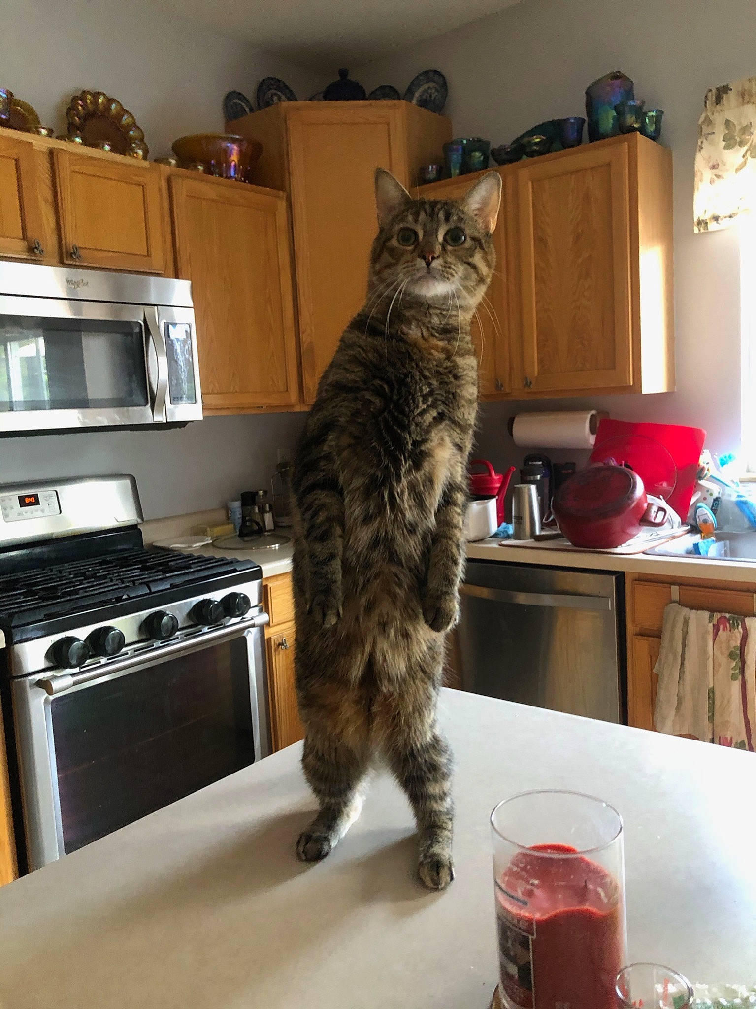 Blaze is registered to the contest to win money with this photo: bookcase, cabinetry, carnivore, cat, cooktop, cranberry_juice, drawer, drink, felidae, gas_stove, home_appliance, kitchen_appliance, kitchen_stove, pomegranate_juice, shelf, small_to_medium_sized_cats, table, tableware, tail, whiskers