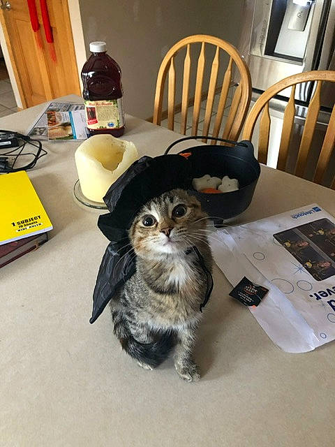 Blaze is registered to the contest to win money with this photo: box, carnivore, cat, chair, comfort, domestic_short_haired_cat, felidae, flooring, fur, hardwood, hat, room, sitting, small_to_medium_sized_cats, snout, table, tail, toy, whiskers, wood