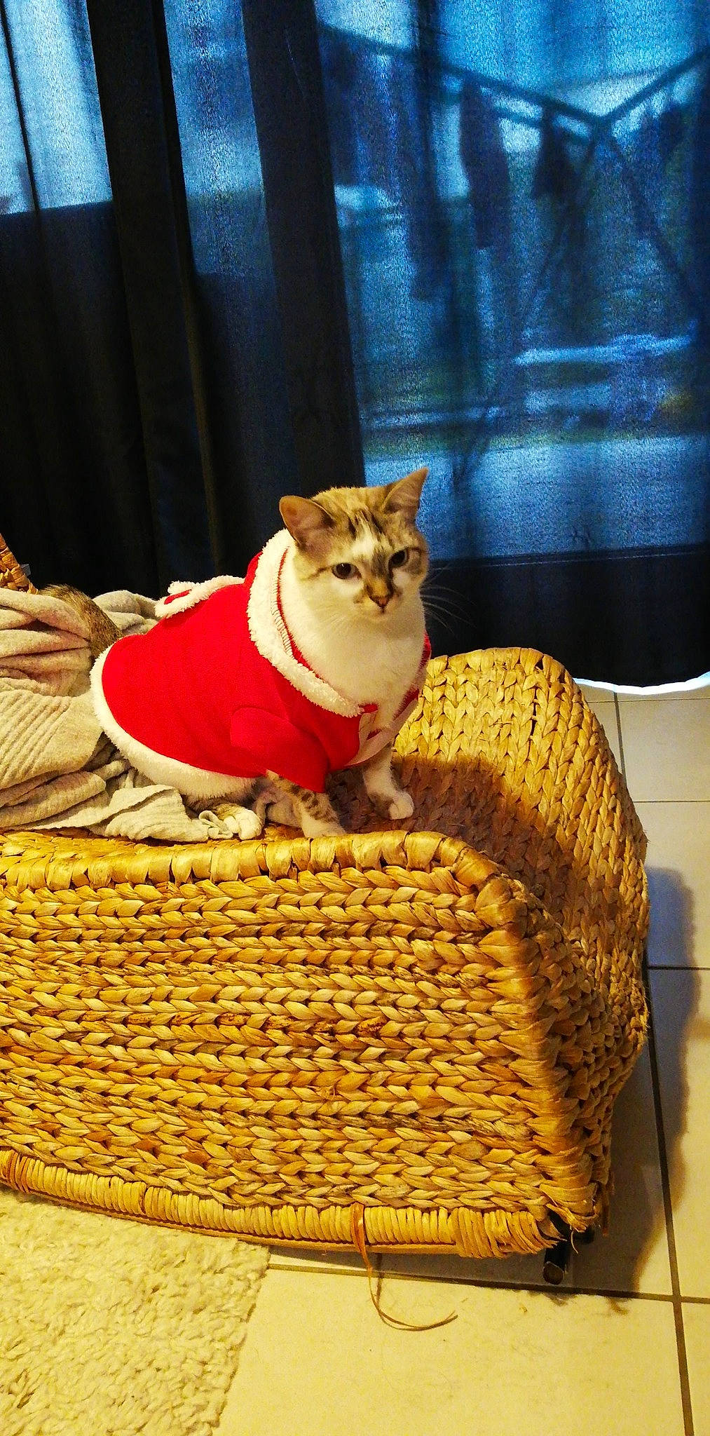 Dolce a rejoint le concours — aidez-le/la à gagner de superbes lots ! bag, basket, carnivore, cat, cat_supply, couch, curtain, domestic_short_haired_cat, event, fawn, felidae, fur, linens, small_to_medium_sized_cats, snout, storage_basket, tail, whiskers, wicker, wood