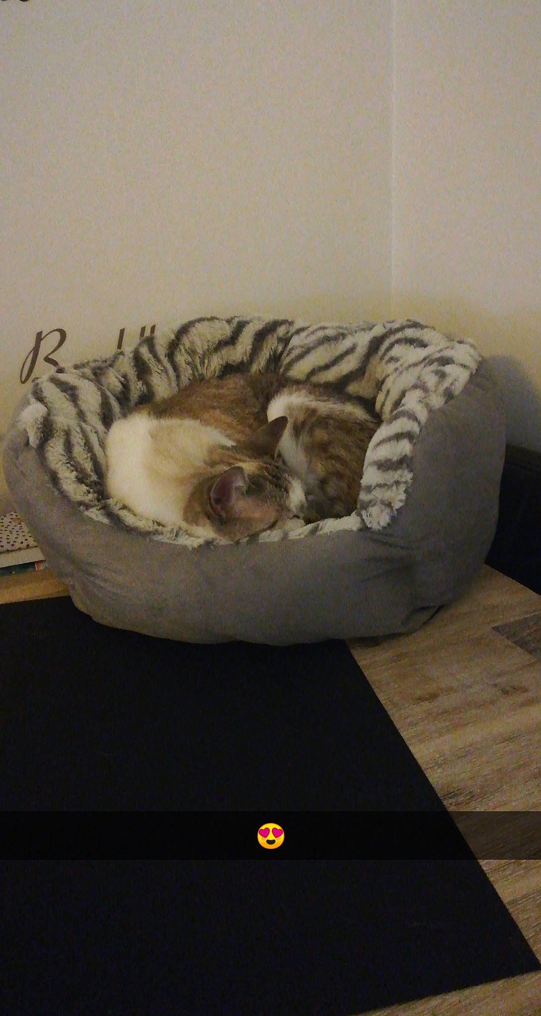 Dolce participe au concours pour gagner de l'argent avec cette photo : carnivore, cat, cat_bed, cat_supply, comfort, domestic_short_haired_cat, felidae, flooring, fur, grey, hardwood, paw, room, small_to_medium_sized_cats, snout, tail, terrestrial_animal, whiskers, wood, wood_flooring