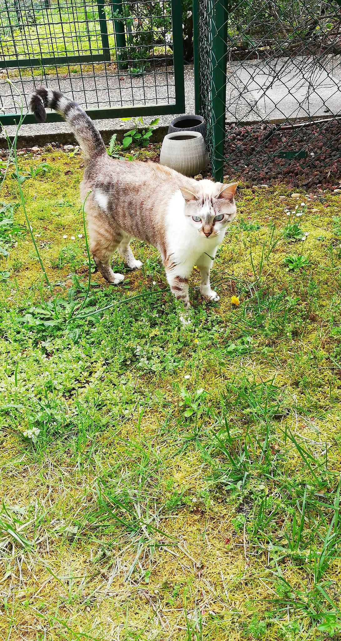 Dolce participe au concours pour gagner de l'argent avec cette photo : carnivore, cat, companion_dog, dog_breed, domestic_short_haired_cat, fawn, felidae, fence, fur, garden, grass, groundcover, mammal, pasture, plant, small_to_medium_sized_cats, tail, terrestrial_animal, tree, whiskers