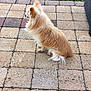 dog, chihuahua, small_dog, long_hair, pet, outdoor, patio, stone_pavers, grass, sitting, fur, animal, canine, back_view, quiet, calm, daylight, nature, companion, domestic_animal