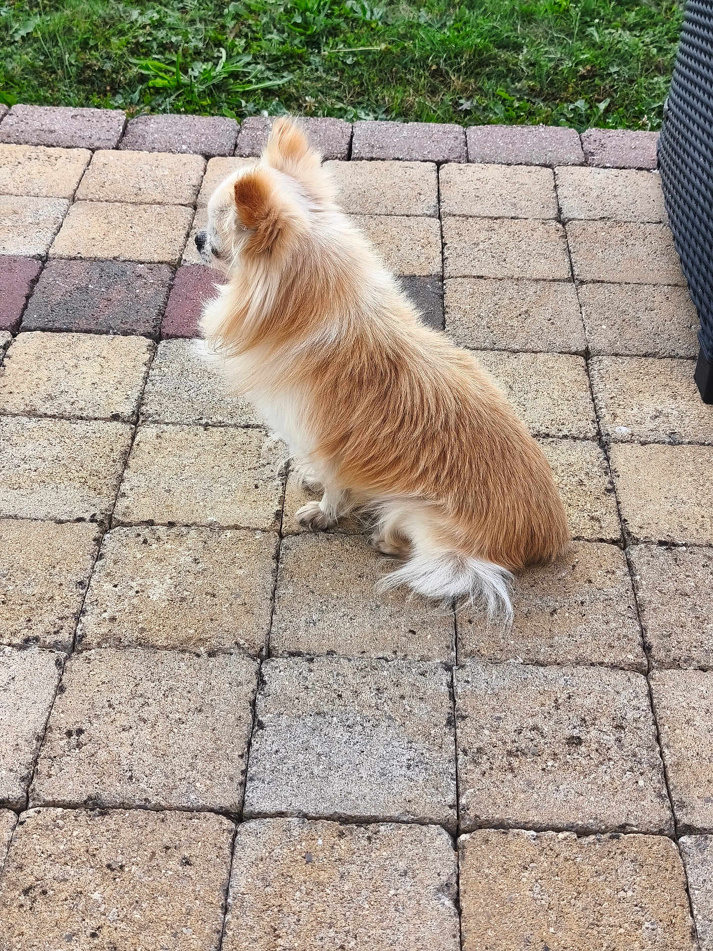 Jägger a rejoint le concours — aidez-le/la à gagner de superbes lots ! dog, chihuahua, small_dog, long_hair, pet, outdoor, patio, stone_pavers, grass, sitting, fur, animal, canine, back_view, quiet, calm, daylight, nature, companion, domestic_animal