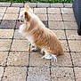 Jägger a rejoint le concours — aidez-le/la à gagner de superbes lots ! dog, long_haired, chihuahua, sitting, patio, stone_pavers, outdoor, grass, small_dog, fluffy, side_view, calm, pet, animal, canine, fur, quiet, daylight, nature, companion