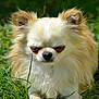 dog, chihuahua, small_dog, long_hair, cream_color, grass, outdoor, pet, animal, cute, fluffy, sunlight, nature, relaxed, close_up, face, ears, nose, sitting, peaceful