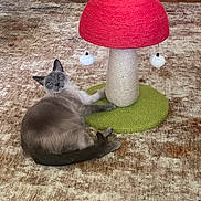 Jojo is registered to the contest to win money with this photo: cat, siamese_cat, scratching_post, mushroom_shaped, toy, carpet, rug, floor, indoor, pet, animal, feline, relaxed, curious, home, cozy, decor, living_room, playful, domestic