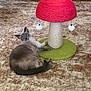 cat, siamese_cat, scratching_post, mushroom_shaped, toy, carpet, rug, floor, indoor, pet, animal, feline, relaxed, curious, home, cozy, decor, living_room, playful, domestic