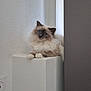 Ythack participe au concours pour gagner de l'argent avec cette photo : cat, fluffy, blue_eyes, pedestal, white_wall, indoor, curious, relaxed, feline, pet, soft_fur, portrait, minimalist, cozy, animal, domestic_cat, resting, side_view, quiet, calm