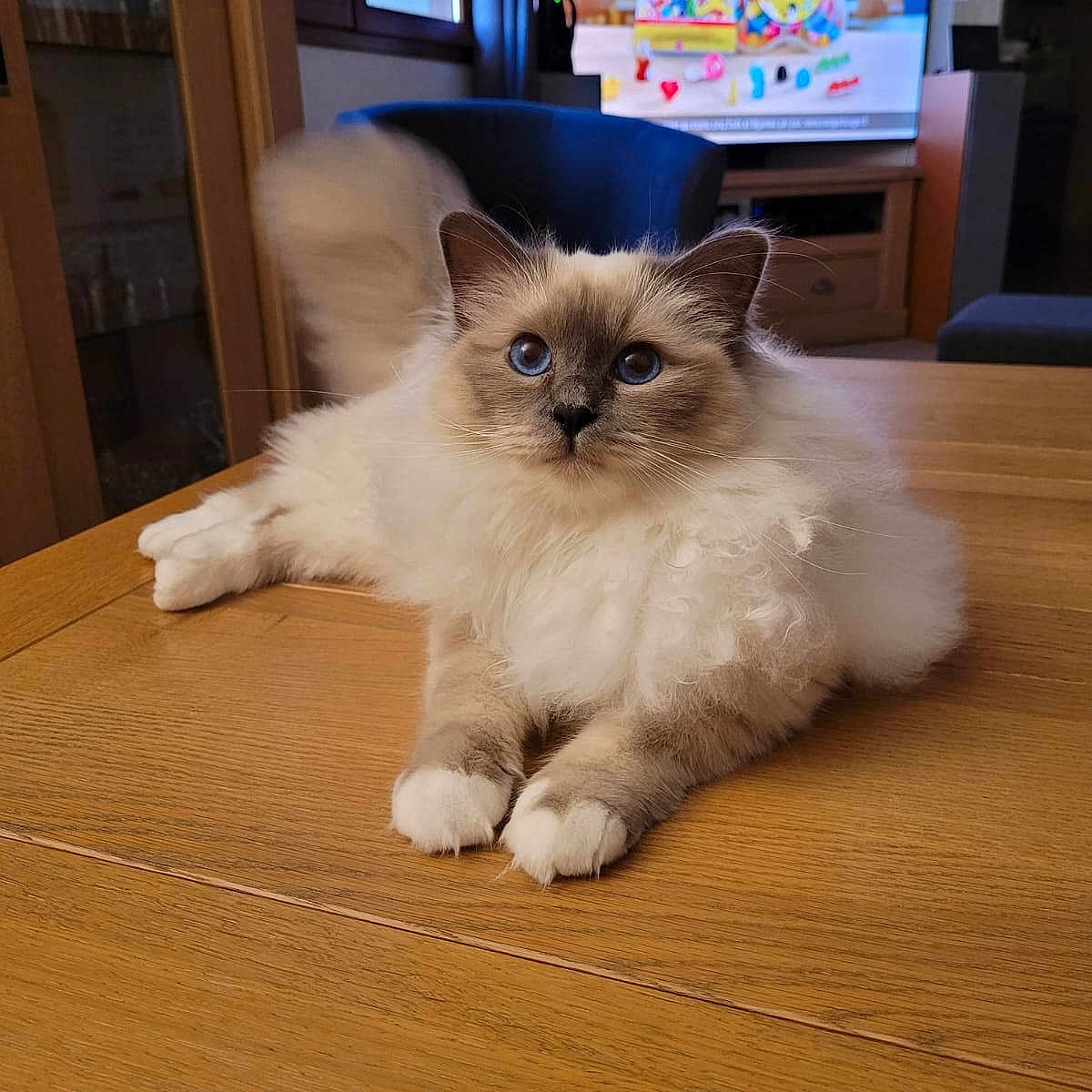 Ythack participe au concours pour gagner de l'argent avec cette photo : animal, blue_eyes, cat, chair, curtains, cute, domestic, fluffy, fur, furniture, indoor, living_room, paws, pet, relaxed, table, television, whiskers, window, wooden_table
