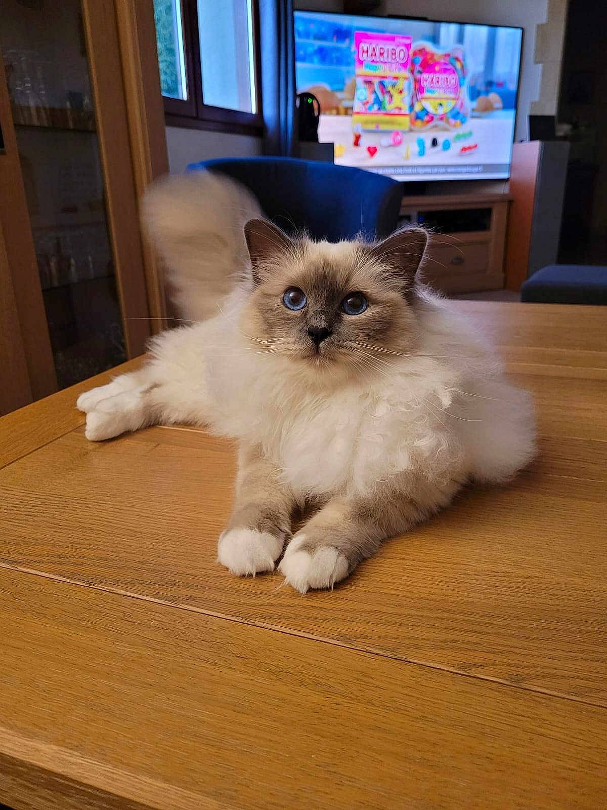 Ythack participe au concours pour gagner de l'argent avec cette photo : cat, fluffy, blue_eyes, wooden_table, indoor, living_room, furniture, chair, television, curtains, window, pet, cute, relaxed, fur, animal, domestic, whiskers, paws, table