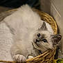 animal, basket, blanket, blue_eyes, cat, cozy, cute, domestic, feline, fluffy, fur, indoor, kitten, paws, pet, relaxed, resting, soft, whiskers, young