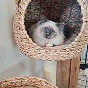 Ythack participe au concours pour gagner de l'argent avec cette photo : cat, blue_eyes, fluffy, basket, cat_tree, cozy, indoor, pet, feline, curious, woven, plush, resting, cute, animal, soft, home, fur, looking, closeup