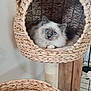 animal, basket, blue_eyes, cat, cat_tree, closeup, cozy, curious, cute, feline, fluffy, fur, home, indoor, looking, pet, plush, resting, soft, woven