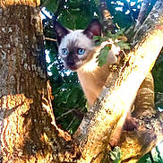 Romy participe au concours pour gagner de l'argent avec cette photo : animal, blue_eyes, branch, cat, climbing, closeup, curious, daylight, feline, kitten, leaves, mammal, nature, outdoor, pet, siamese_cat, sunlight, tree, wildlife, young