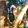 animal, blue_eyes, branch, cat, climbing, closeup, curious, daylight, feline, kitten, leaves, mammal, nature, outdoor, pet, siamese_cat, sunlight, tree, wildlife, young