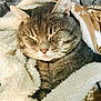 Shamus is registered to the contest to win money with this photo: cat, sleeping, cozy, blanket, fur, pet, domestic_animal, resting, cute, warm, close_up, indoor, comfort, soft, adorable, animal, whiskers, face, relaxed, tabby