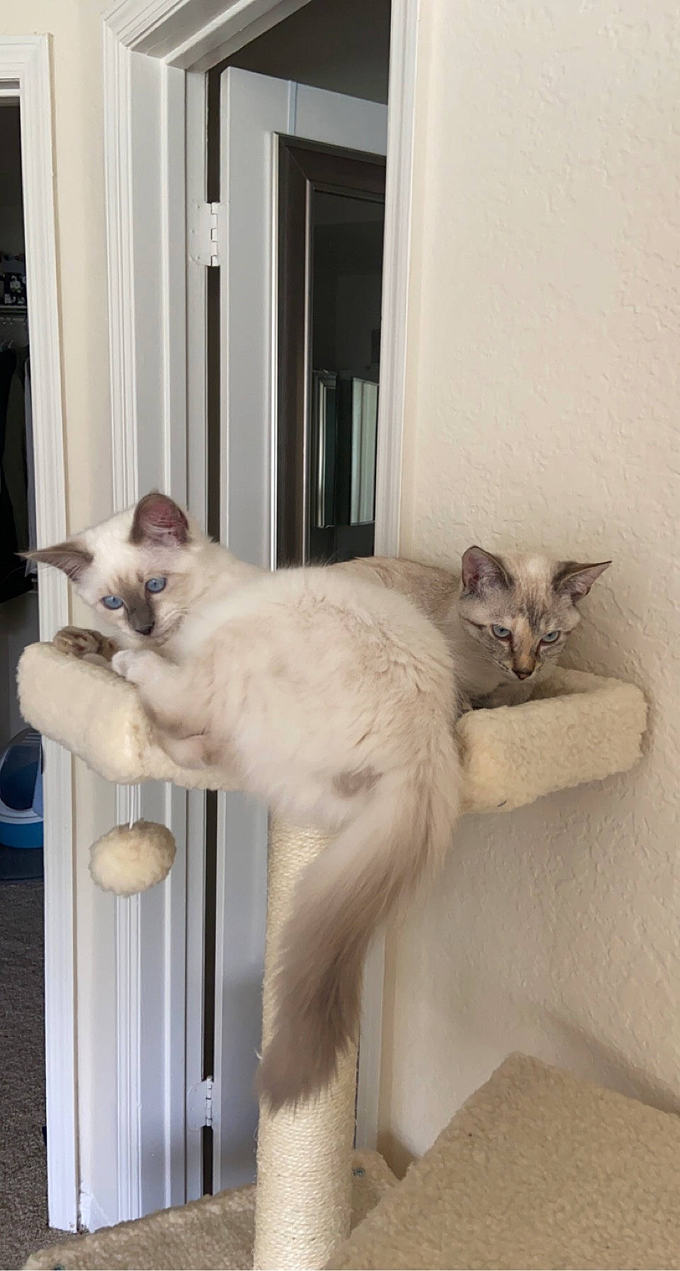 Topaz is registered to the contest to win money with this photo: balinese, carnivore, cat, cat_supply, claw, domestic_short_haired_cat, door, fawn, felidae, fur, paw, pet_supply, plaster, small_to_medium_sized_cats, snout, tail, thai, whiskers, window