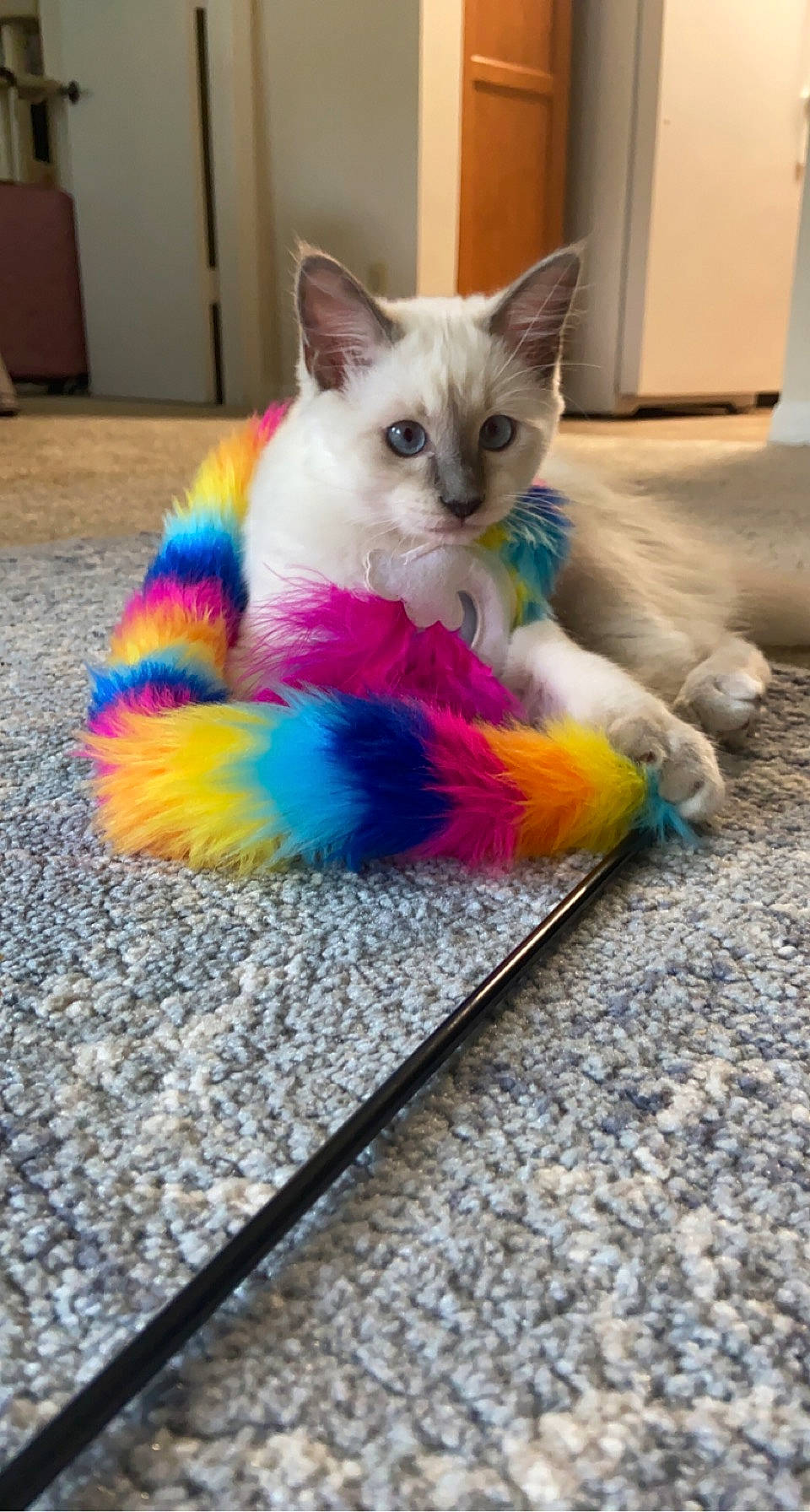 Topaz joined the competition — help win amazing prizes! art, box, carnivore, cat, cat_toy, claw, domestic_short_haired_cat, electric_blue, fashion_accessory, fawn, feather, felidae, flooring, fur, paw, small_to_medium_sized_cats, snout, tail, whiskers, wing