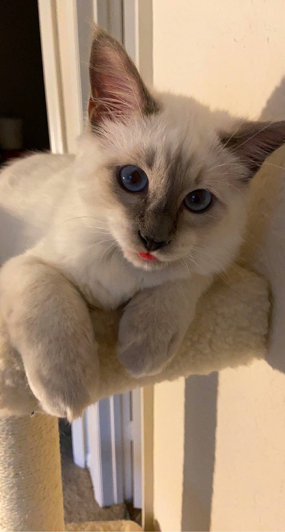 Topaz joined the competition — help win amazing prizes! balinese, birman, carnivore, cat, claw, collar, domestic_short_haired_cat, eye, fawn, felidae, fur, paw, siamese, small_to_medium_sized_cats, snout, tail, terrestrial_animal, thai, whiskers