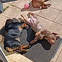 ball, bench, black_dog, brown_dog, dog, dogs, grass, mat, outdoor, patio, pet, playing, relaxing, resting, shadows, summer, sunbathing, sunlight, tan_dog, tile_floor