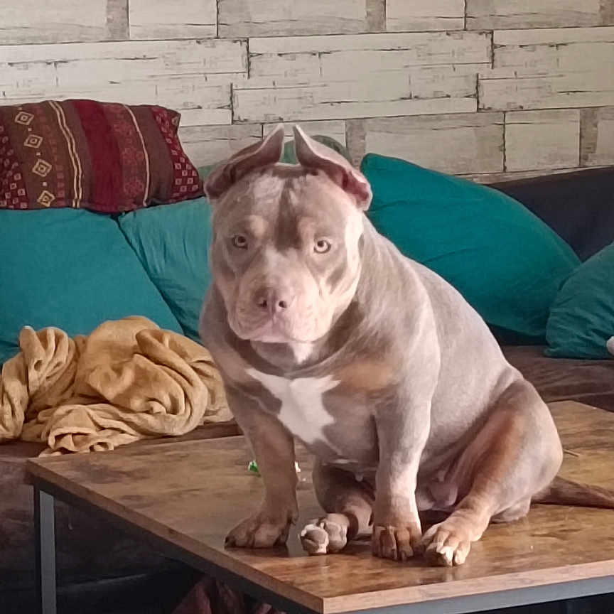 Yumeko a rejoint le concours — aidez-le/la à gagner de superbes lots ! blanket, brick_wall, brown, canine, coffee_table, couch, decor, dog, domestic_animal, furniture, gray, household, indoor, living_room, pet, pillow, relaxed, seated, tile_floor, wall